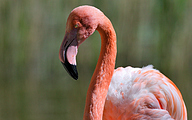 01 Flamingo (Phoenicopterus spp.)